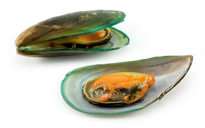 Green Lipped Mussel for Dogs: Supporting Dog Hip and Joint Health